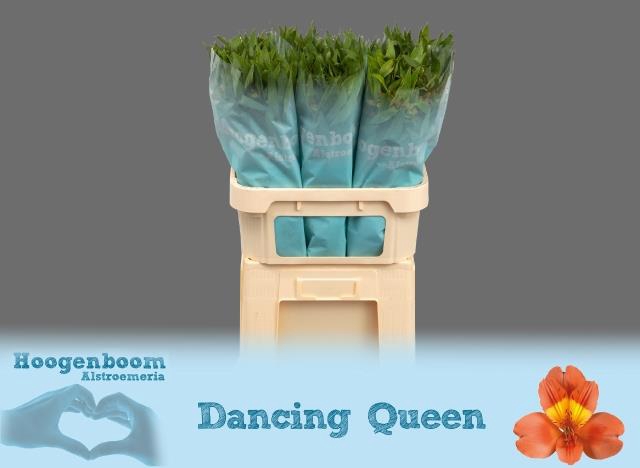 Alstroemeria dancing queen