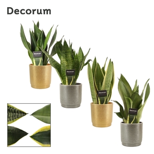 Sansevieria super mix 12 cm in Gabriël (Deco-collection)