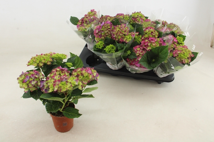 <h4>HYDR M NINGBO PURPLE P10 3+</h4>