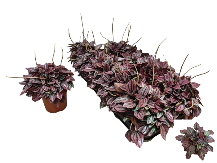 <h4>PEP CA CAYENNE</h4>