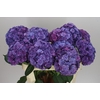 Hyd Anastasia Blue