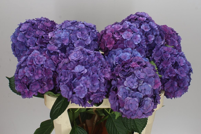 <h4>Hyd Anastasia Blue</h4>