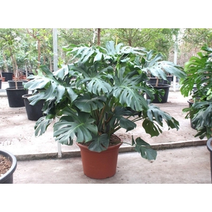 Monstera deliciosa
