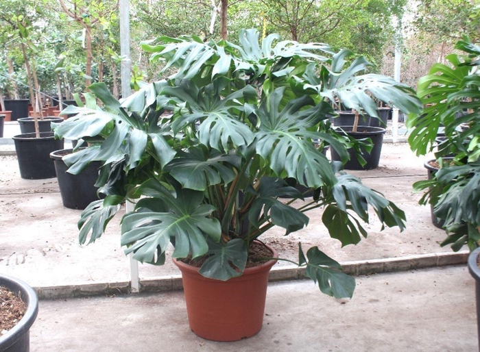<h4>Monstera deliciosa</h4>