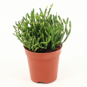 Rhipsalis