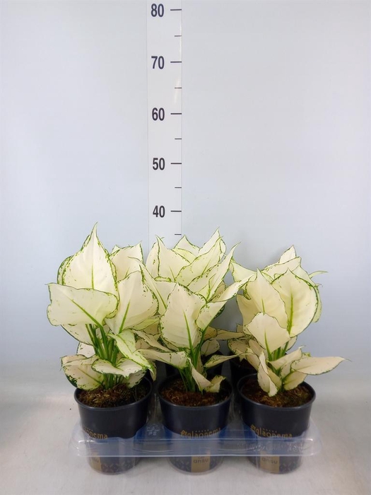 <h4>Aglaonema  'White Joy'</h4>