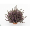 Calluna vulg. 'Beauty L Lianne'