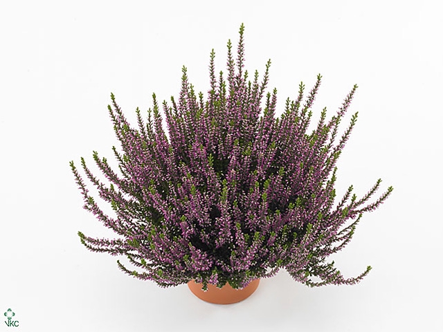 Calluna vulg. 'Beauty L Lianne'