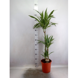 Dracaena fr de 'Warneckei'