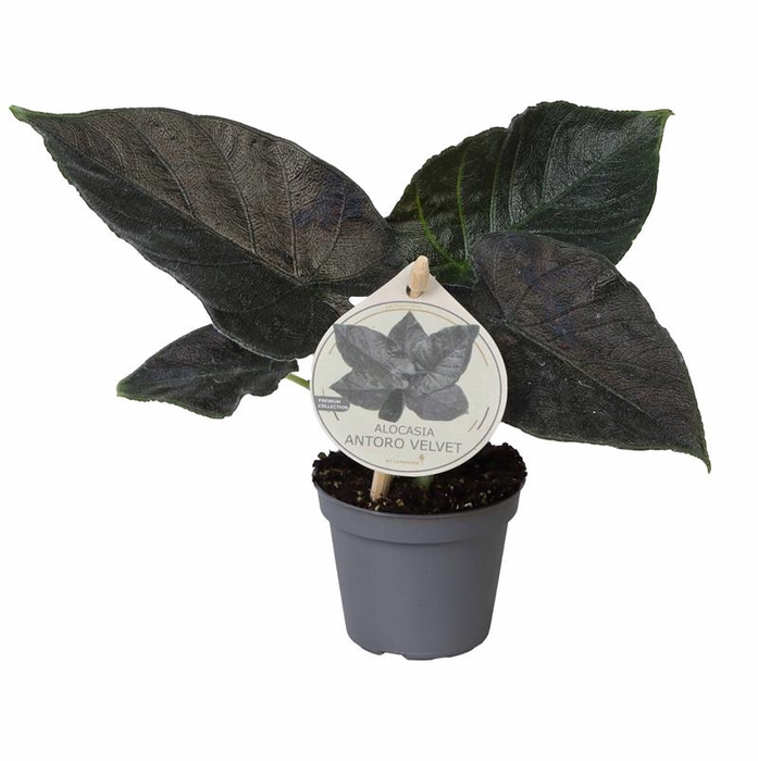 <h4>ALOCASIA BAGINDA P6 ANTORO ETIKET</h4>