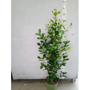 Ficus microcarpa 'Moclame'