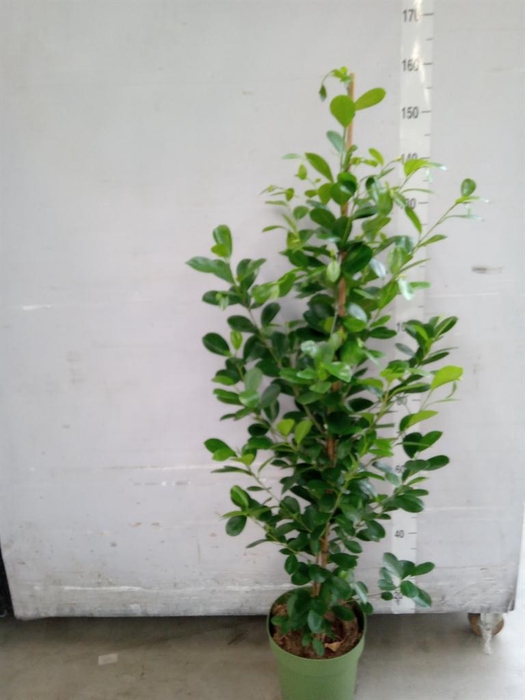 <h4>Ficus microcarpa 'Moclame'</h4>