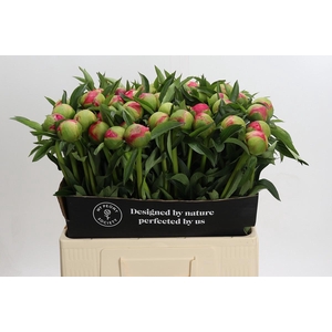Paeonia Coral Charm