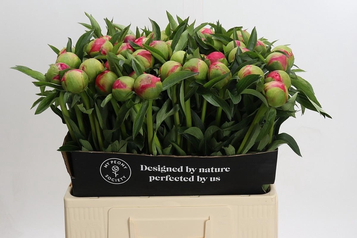 <h4>Paeonia Coral Charm</h4>