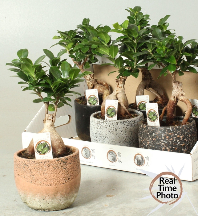 <h4>Fic Mi Ginseng</h4>