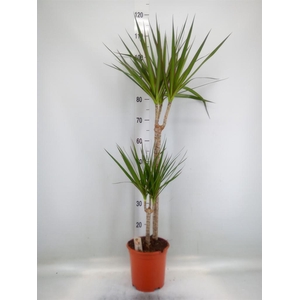 Dracaena marg.