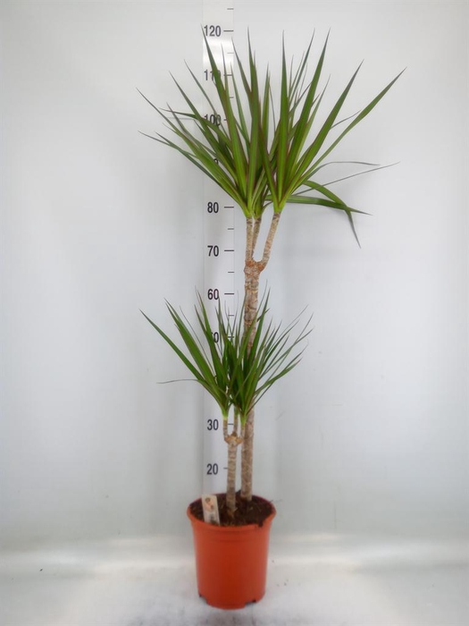 <h4>Dracaena marg.</h4>