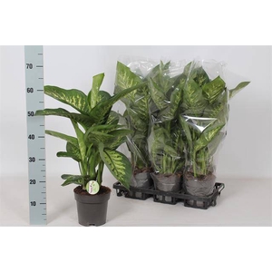 Dieffenbachia seg. Reeva 17Ø 65cm