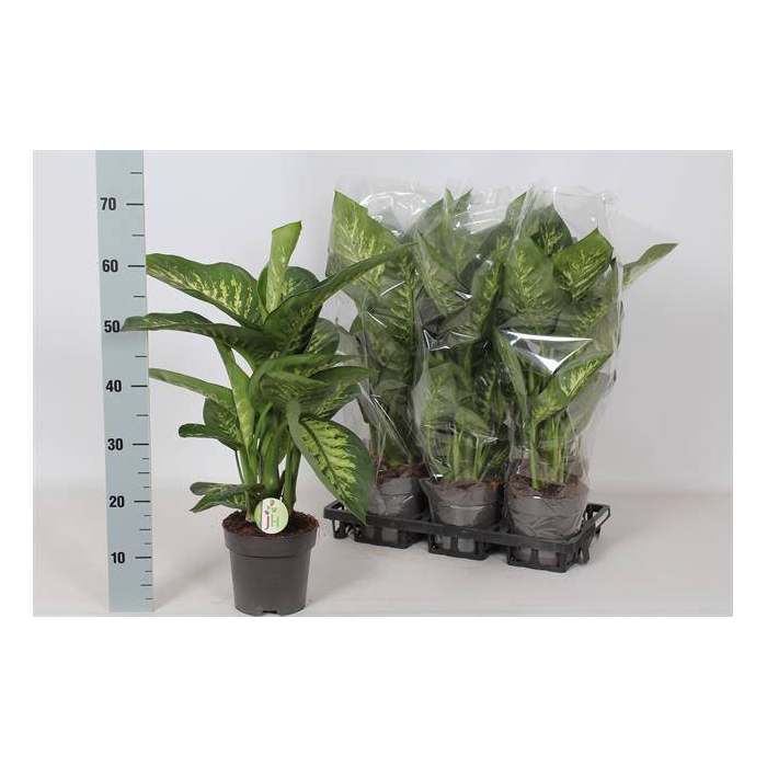 <h4>Dieffenbachia seg. Reeva 17Ø 65cm</h4>