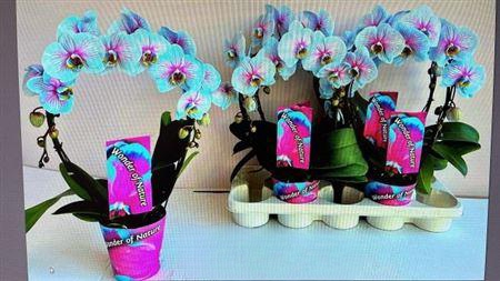 Phal **paint** Wonder Of Nature Bog 2 Branches 16+