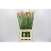 Nerine Vesta K