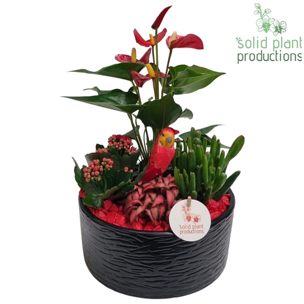 <h4>AT004 Stella Black/Red</h4>