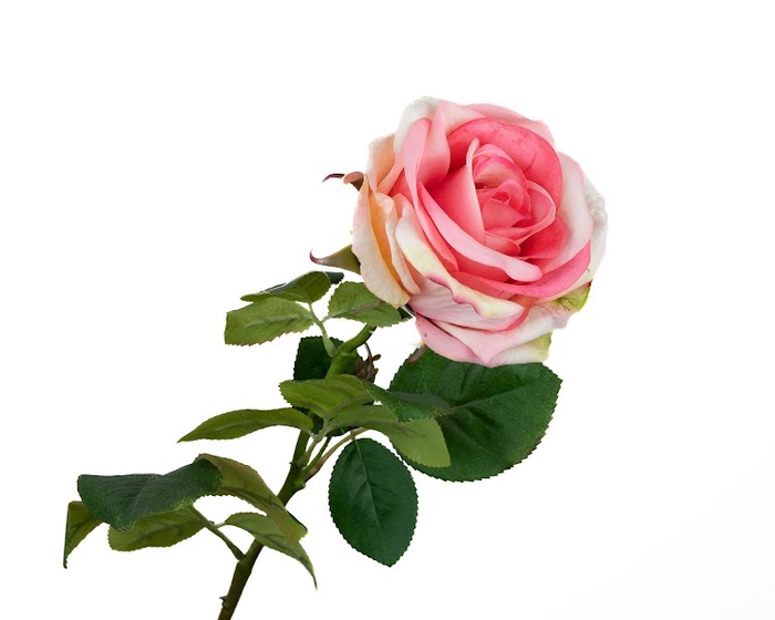 <h4>Rosa Pink Extra</h4>