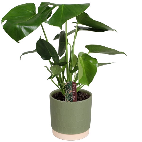 <h4>Monstera deliciosa in Julia mat keramiek</h4>
