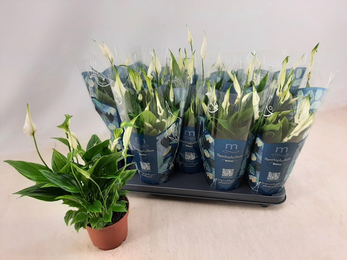 <h4>SPATH BELLINI</h4>