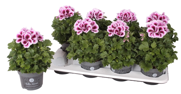 <h4>Pelg. Bella Donna Paars-Wit 12cm</h4>