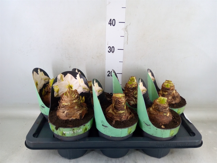 <h4>Hippeastrum DI 'White Star'</h4>