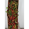 MALUS TAK 50CM