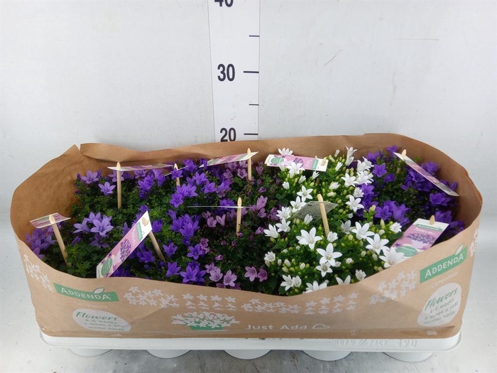 <h4>Campanula   ...</h4>