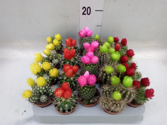 <h4>Cactus   ...decorated</h4>