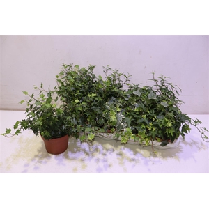 arr8 Hed He Gem 3 Srt