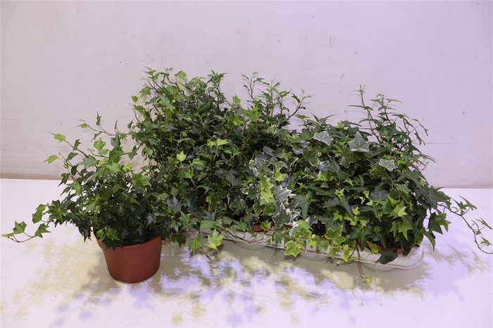 <h4>arr8 Hed He Gem 3 Srt</h4>