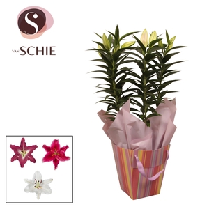 Oriental 17cm Bag STRIPES