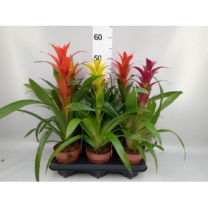 Guzmania   ...mix