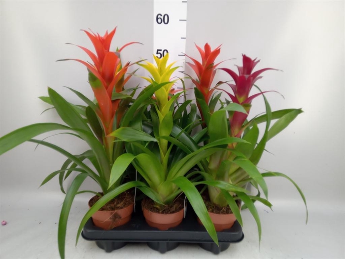 <h4>Guzmania   ...mix</h4>