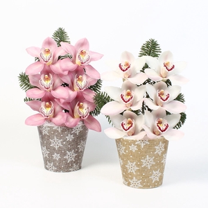 CYMB VERPAKT P BLOEM 2265