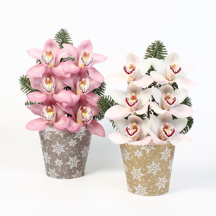 <h4>CYMB VERPAKT P BLOEM 2265</h4>