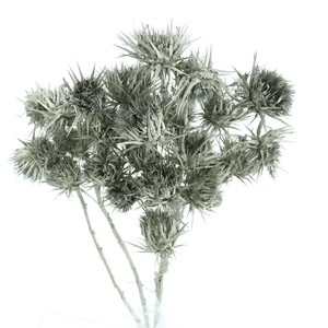 Dried Eryngium Spray Platina