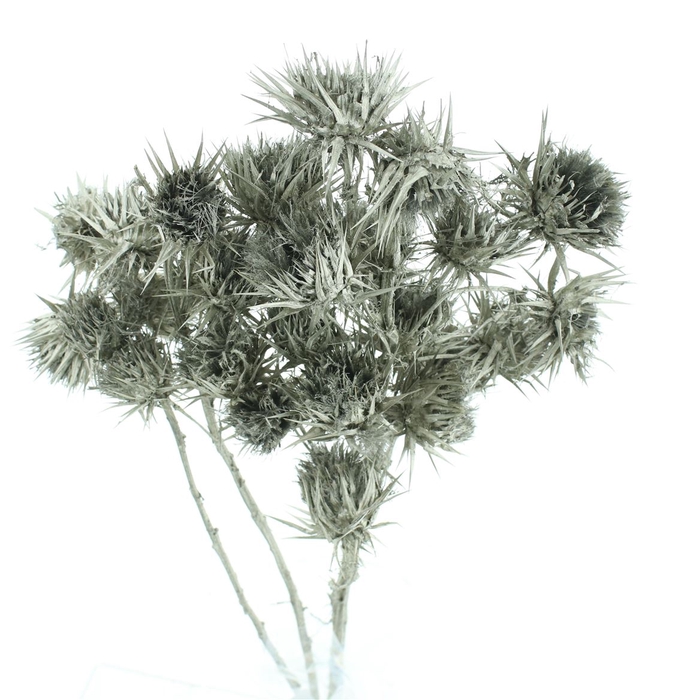 <h4>Dried Eryngium Spray Platina</h4>