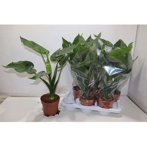 Aloc Cucullata