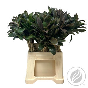 Cordyline Compacta Green 52cm