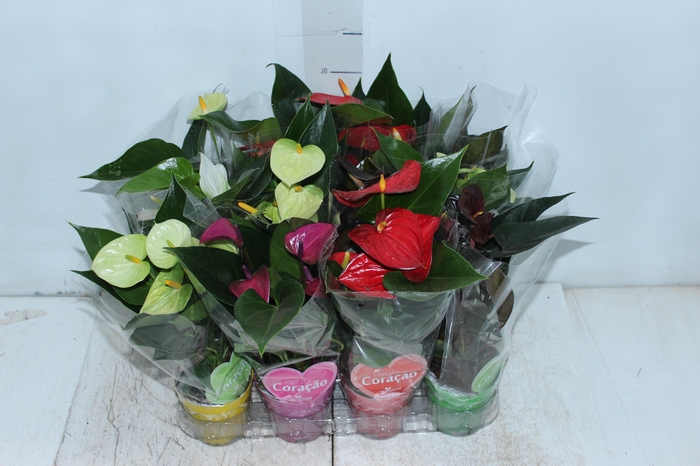 <h4>ANTHURIUM VARIADO P09</h4>