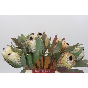 Protea Barbigera Ice Queen Air