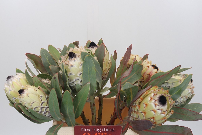 <h4>Protea Barbigera Ice Queen Air</h4>