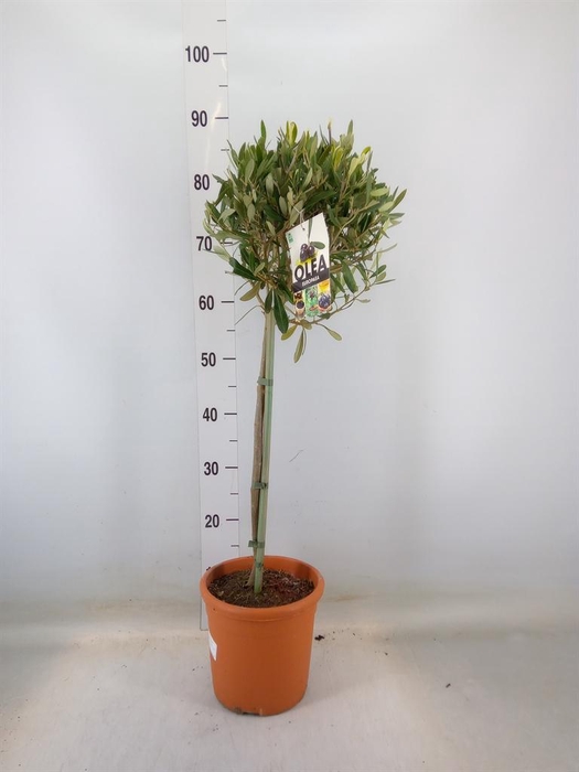 <h4>Olea europaea</h4>