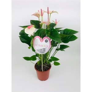 Anthurium 'Fantasy Love'